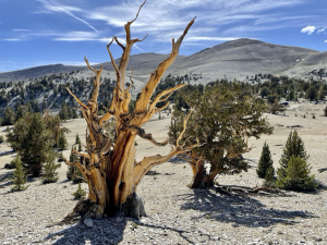 Bristcone Pine, Inyo Forest, Jeremy Patrich CC-BY-4.0